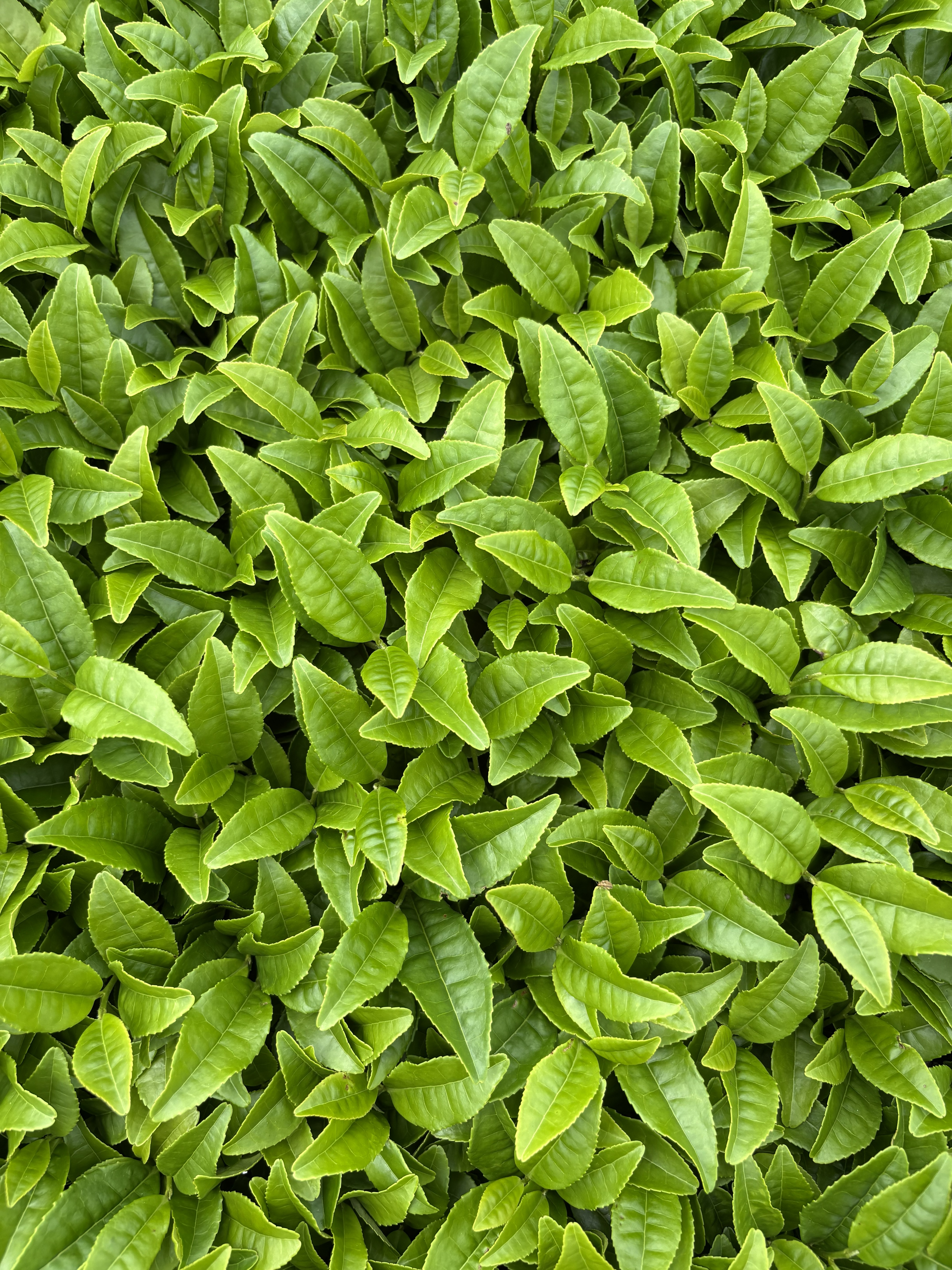 Fresh Leaves