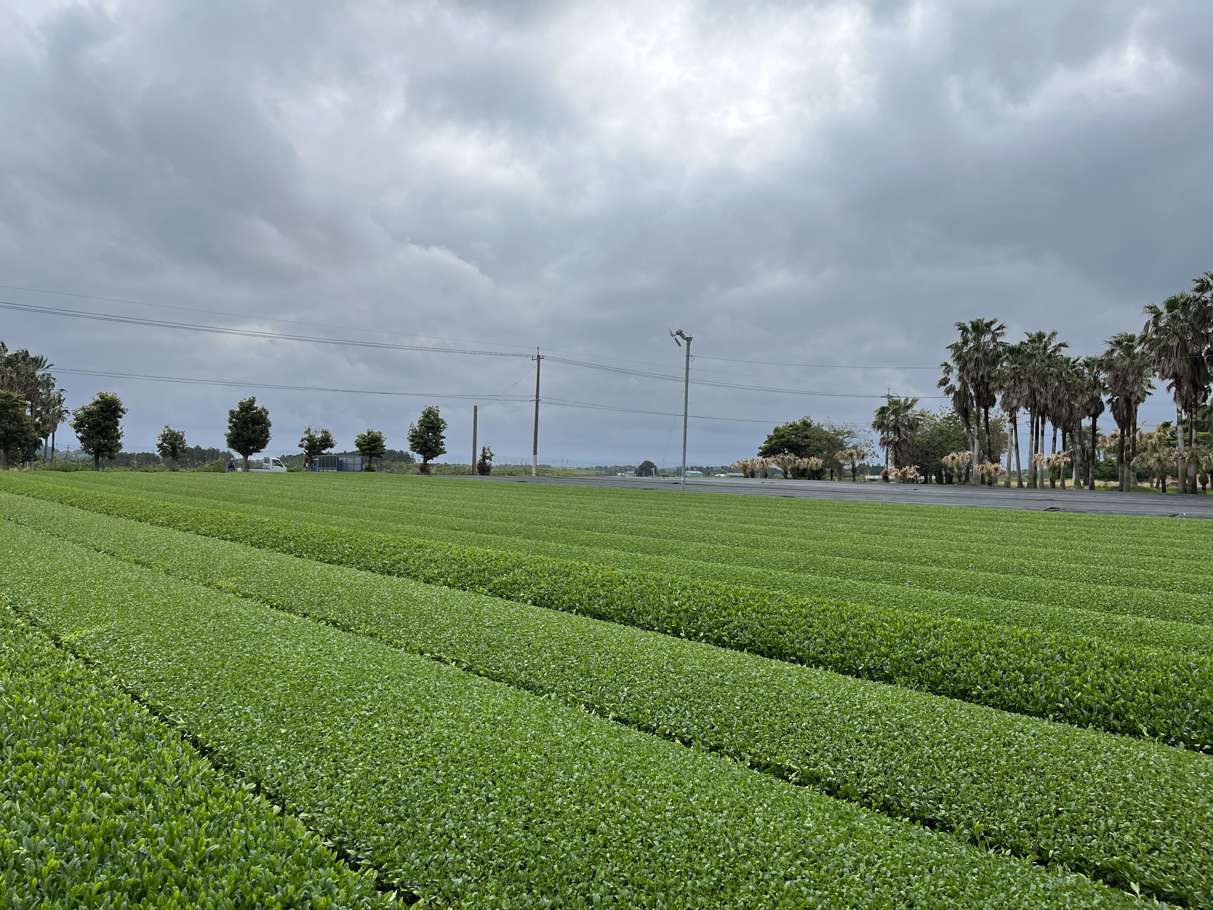 Tea Field
